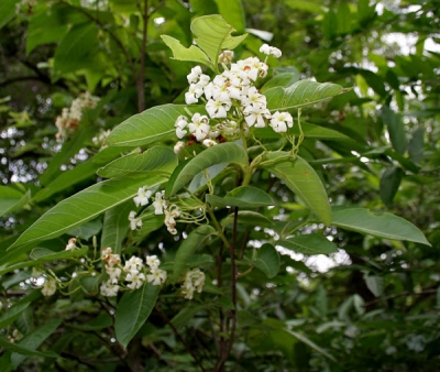 Cây Mức hoa trắng. Holarrhena pubescens - Cây Thuốc Nam Quanh Ta
